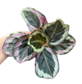 4" Calathea Shinestar